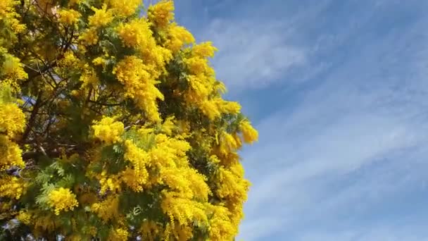 Bloeiende gele mimosa boom tegen de blauwe lucht. Mimosa bloeit achtergrond. — Stockvideo