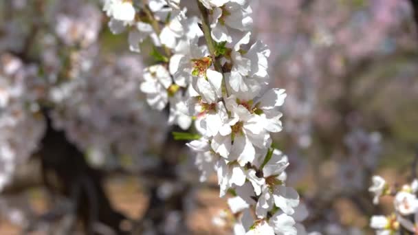 Flor de almendra de cerca. Almendras floreciendo. Flores de almendro de primavera — Vídeos de Stock