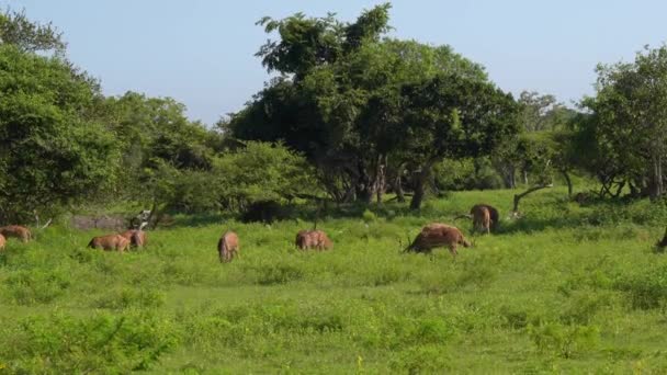 Cerf sauvage repéré sur prairie d'herbe verte dans le parc national de Yala. — Video