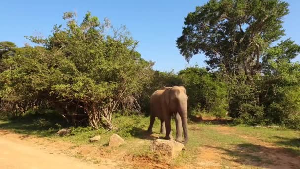 在斯里兰卡亚拉国家公园吃草的野生大象。晚上时间 — 图库视频影像