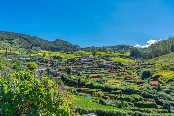 Tea plantation in up country near Nuwara Eliya, Sri Lanka — Stock Photo, Image