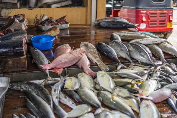 Hikkaduwa Sri Lanka Janeiro 2022 Seleção Diferentes Peixes Mercado Diário — Fotografia de Stock