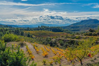 Priorat, Tarragona, Katalonya dağları yakınlarındaki üzüm bağları ile manzara
