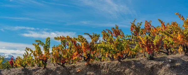 Plantas de vino en colores otoñales en los viñedos del Priorat, Tarragona, Cataluña — Foto de Stock