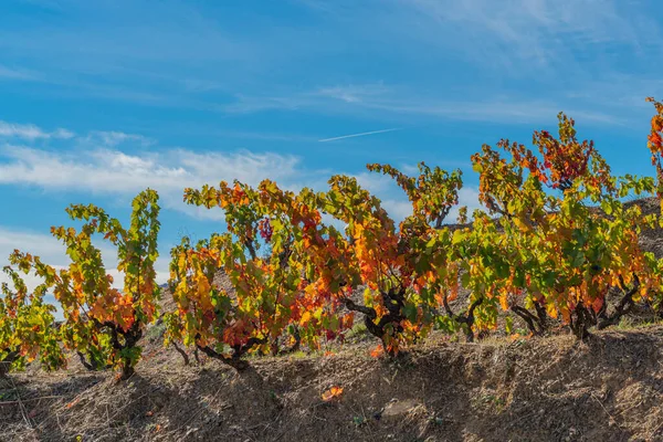 Plantas de vino en colores otoñales en los viñedos del Priorat, Tarragona, Cataluña — Foto de Stock