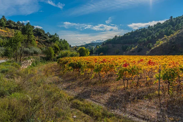 Viñedos en colores otoñales en Escaladei, Priorat, Tarragona, Cataluña — Foto de Stock