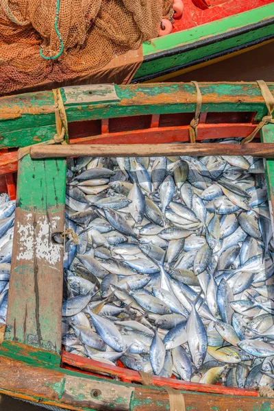 Woodboat Cheio Peixes Palmeira Sal Island Cabo Verde Vertical — Fotografia de Stock