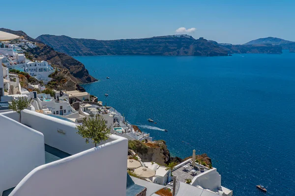 Olive Trees Terasse Oia Traditional White Houses Santorini Island Greece — Stock Photo, Image