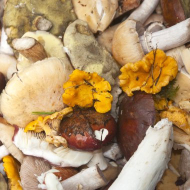 çok çeşitli mantar türleri