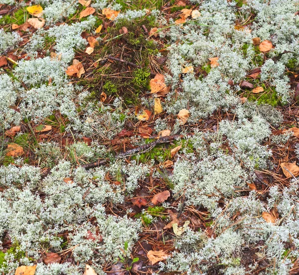 Текстура землі і моху — стокове фото