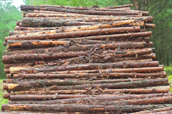 Uma grande pilha de troncos — Fotografia de Stock