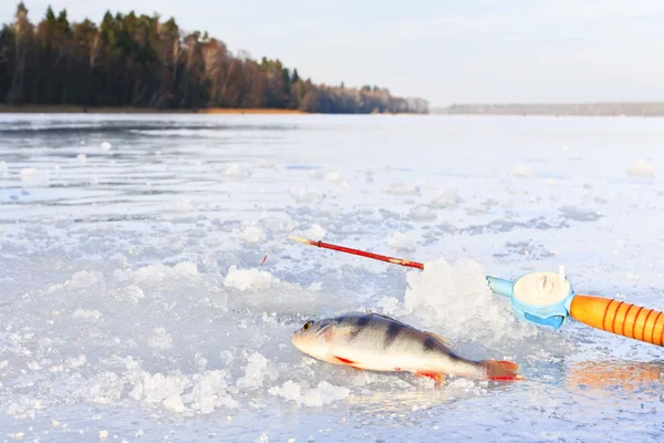 Winter fishing on ice — Stock Photo, Image