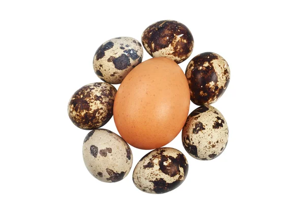 One chicken and a few quail eggs — Stock Photo, Image
