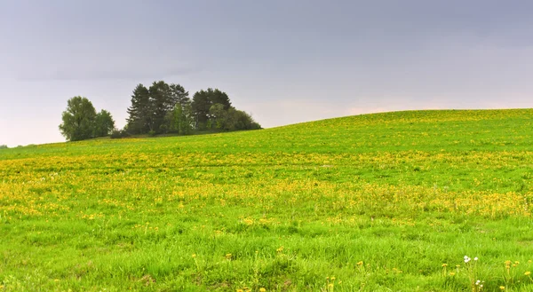 Campo verde e árvores na colina — Fotografia de Stock