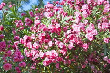 bush magnolia güzel