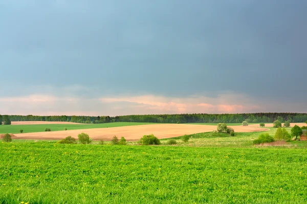 Groen veld en mooie hemel — Stockfoto