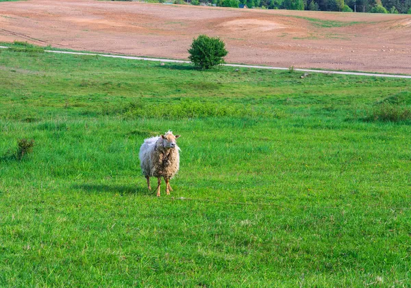 Bir koyun otlatma çayırda — Stok fotoğraf