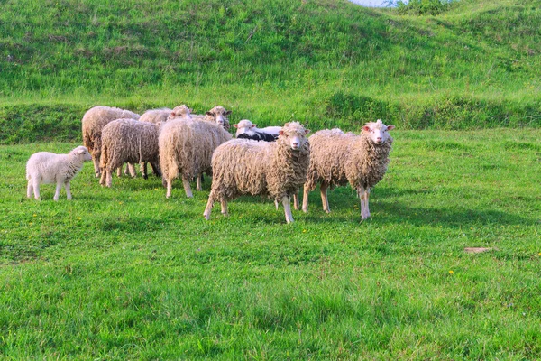 牧草地で羊の放牧の群れ — ストック写真