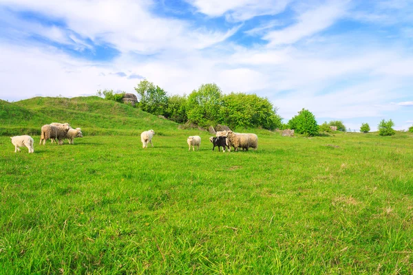 Flock av får som betar på gräs — Stockfoto