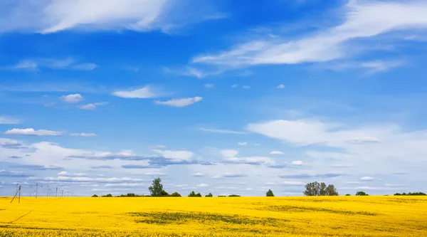 Цветущее поле канолы и красивое небо — стоковое фото