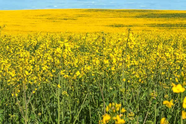 Yellow flowering rapeseed field landscape — Stock Photo, Image