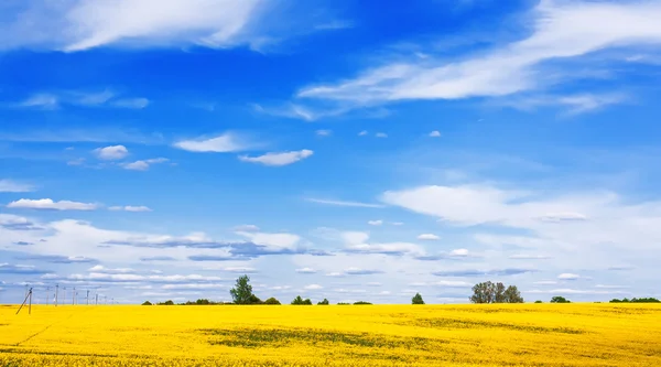 Bloeiende koolzaad veld — Stockfoto