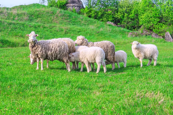 Otlakta otlayan koyun sürüsü — Stok fotoğraf