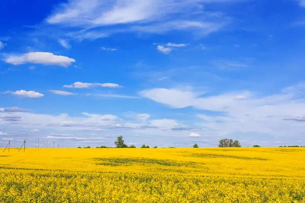 Blooming field and beautiful sky — Stock Photo, Image