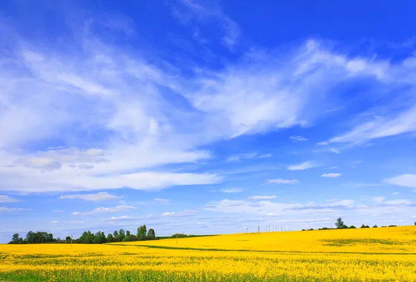 Квітуче поле каноли і пейзаж — стокове фото
