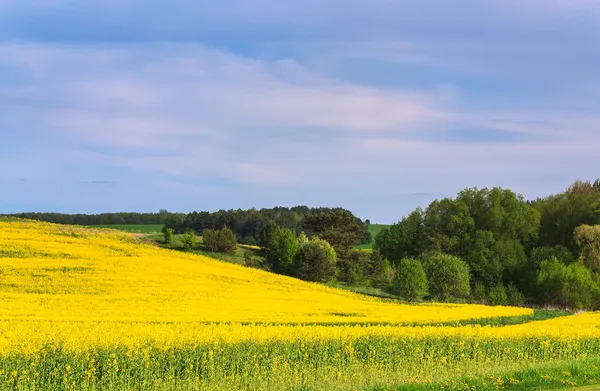 Bloeiende veld en skyline — Stockfoto