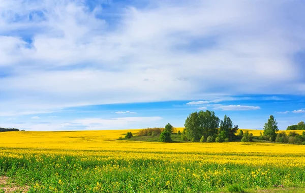 Blossoming field and blue sky — Stock Photo, Image