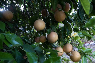 Ağaçtaki greyfurtlar