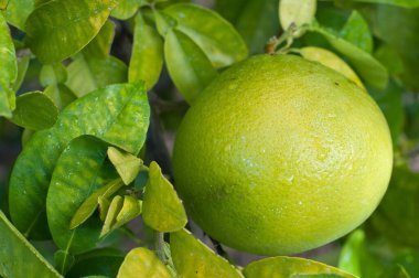 Greyfurt ve ağaç üzerinde