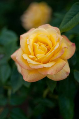 Portre sarı bir gül