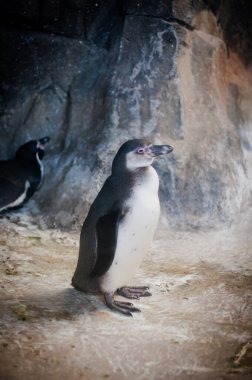 Moskova Hayvanat Bahçesindeki Penguen, Rusya