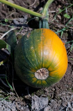 Tarlada yarı olgun balkabağı 