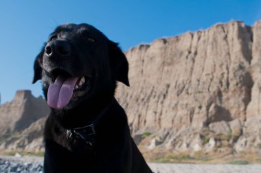 Köpek gökyüzüne bakıyor.