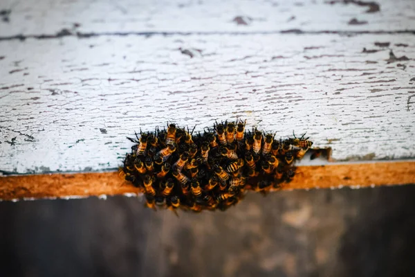 蜂窝墙上的蜜蜂 — 图库照片