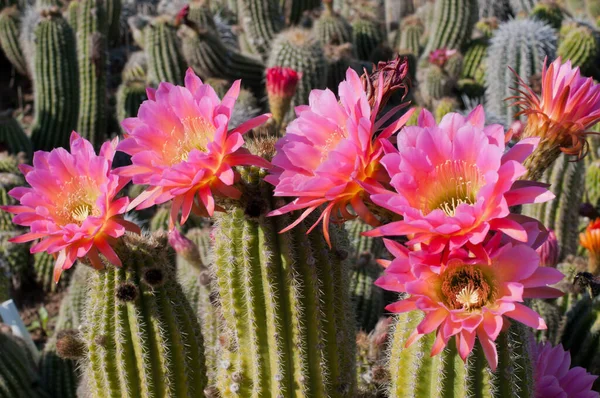 Grupa Różowo Kwitnących Kaktusów — Zdjęcie stockowe