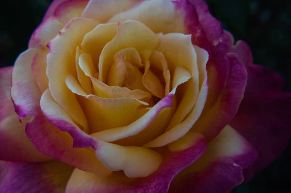 Nahaufnahme Der Rosenblüte — Stockfoto