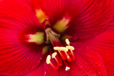 bir çiçeğin makro çekimi