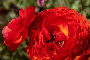 bir çiçeğin makro çekimi