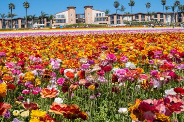 Carlsbad Çiçek Tarlaları, Carlsbad, CA
