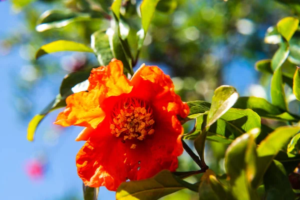 Blooming Pomegranate Tree Branch — Zdjęcie stockowe