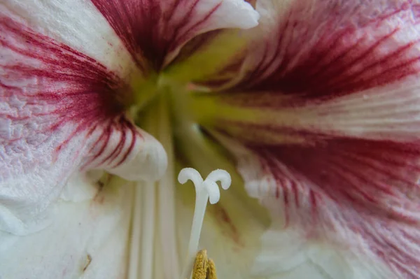 Macro Shot Flower — Stock Photo, Image