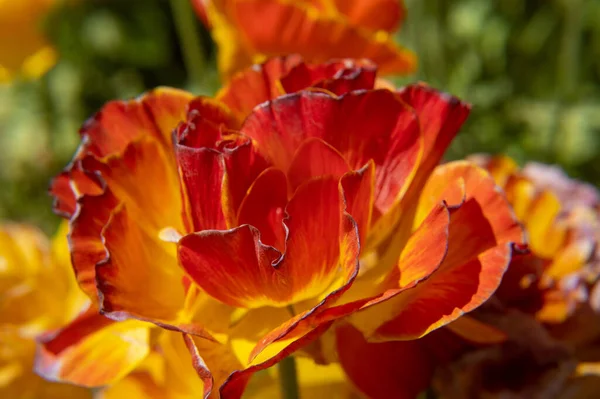 Macro Shot Orange Flower — стоковое фото