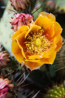 Kaktüs çiçeğinin yakın çekimi