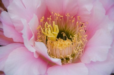 Bir kaktüs çiçeğinin makro çekimi