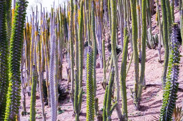 Cacti Allevamento Cactus — Foto Stock