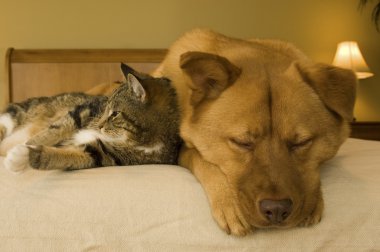 Kedi ve köpek.